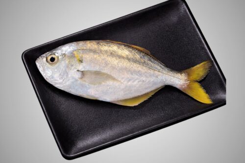 Ayla / Mackerel Fish